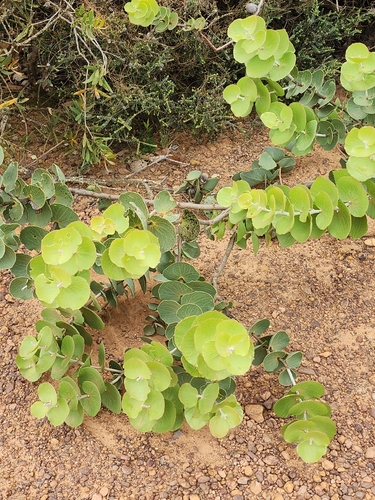 scallop hakea (Hakea cucullata)