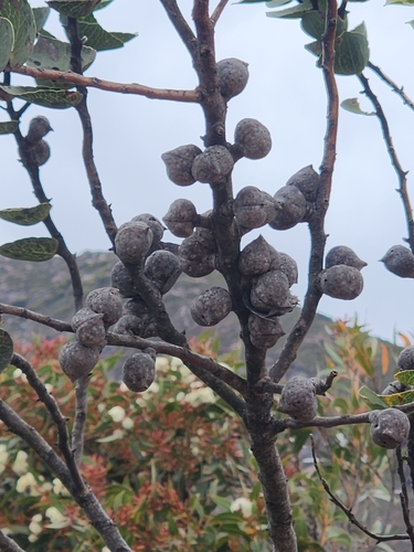 Hakea cucullata, photograph 5