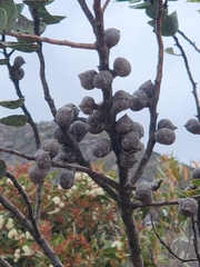Hakea cucullata, photograph (c) Belinda Forbes, some rights reserved (CC BY)