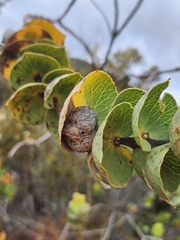 Hakea cucullata, photograph (c) Belinda Forbes, some rights reserved (CC BY)