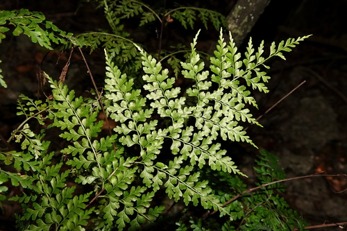 Asplenium laserpitiifolium iNat (3)