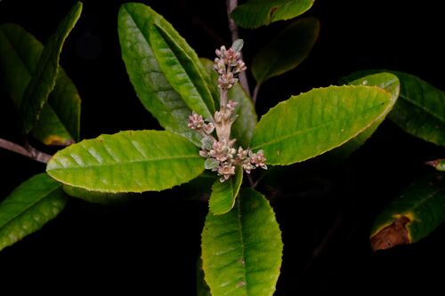 point lookout daisy bush (Olearia oppositifolia)