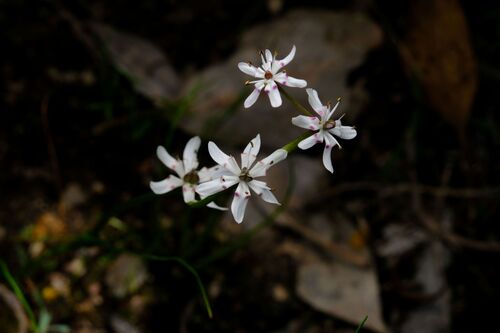 Early Nancy (Wurmbea biglandulosa)