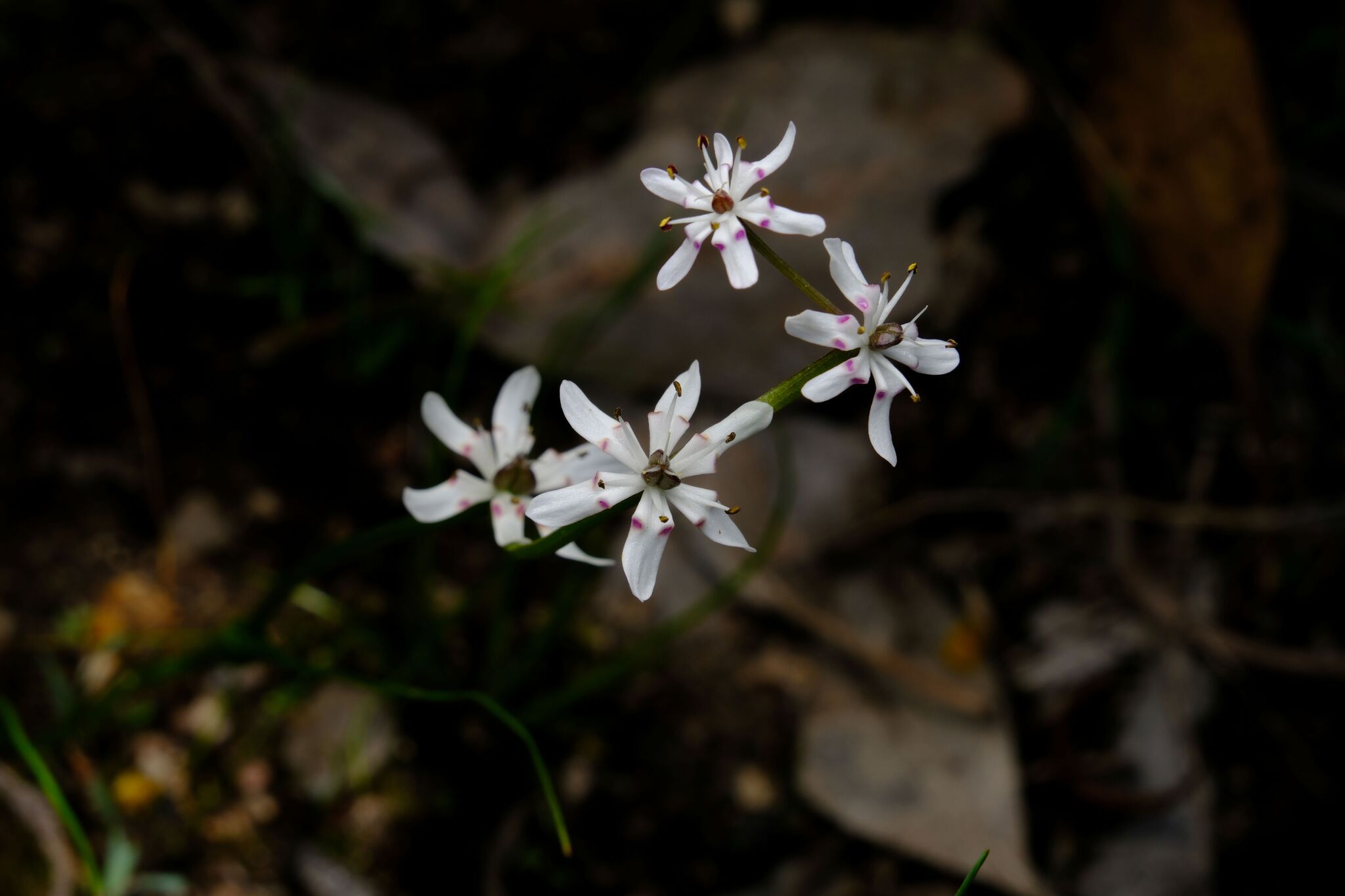 Early Nancy (Wurmbea biglandulosa)