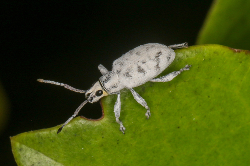 Sri Lanka Weevil photo 3