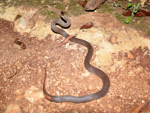 Photo of a Golden Crowned Snake (Cacophis squamulosus)