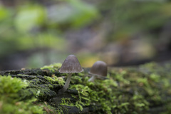 Mycena niveipes