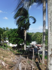 Roystonea borinquena