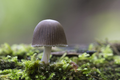 Mycena niveipes