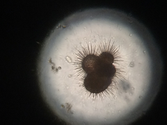Globigerina