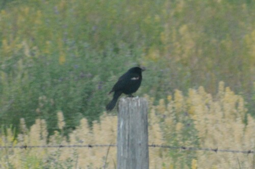 Red-winged Blackbird