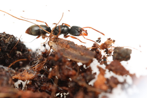 Mayaponera arhuacaMayaponera arhuaca