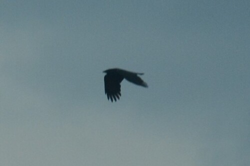 American Crow