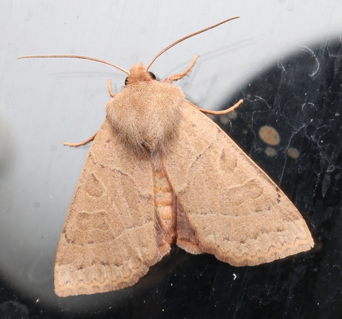 Mesogona olivata photo 2