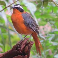 Cossypha heuglini heuglini