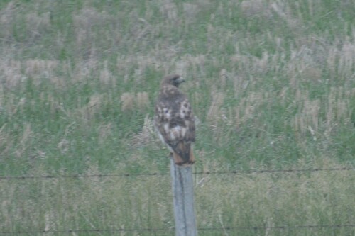 Red-tailed Hawk