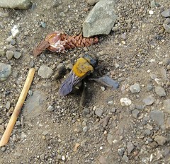 Chalepogenus caeruleus