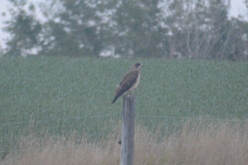 Swainson's Hawk