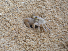 Ocypode pallidula