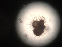 Globigerina