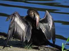 Anhinga anhinga leucogaster
