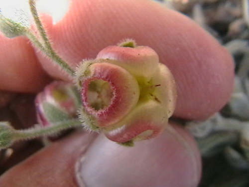 Paracaryum rugulosum