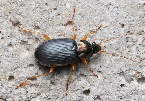 Tricolored Harp Ground Beetle photo 4