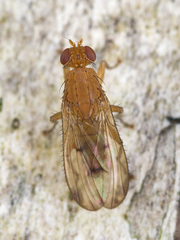 Suillia flava