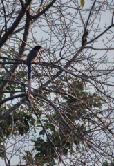 Urocissa erythroryncha