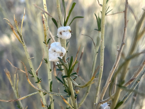 Unknown species found near Emery County, US-UT, US