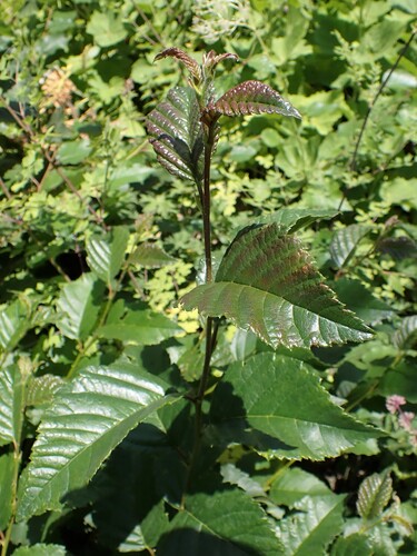 Betula megrelica