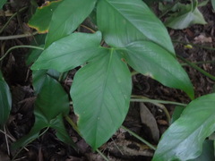 Syngonium auritum