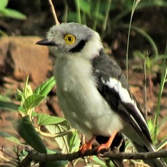 Prionops plumatus poliocephalus