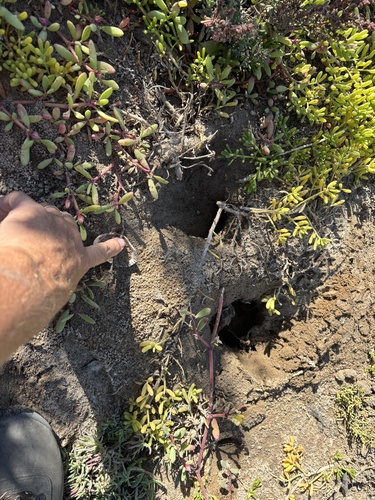California Pocket Gopher