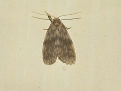 Miltochrista floccosa