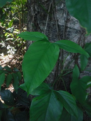 Syngonium auritum
