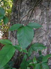 Syngonium auritum