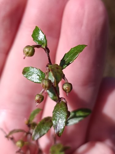 bush snowberry (Gaultheria antipoda)