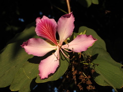 Bauhinia variegata