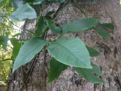 Syngonium auritum