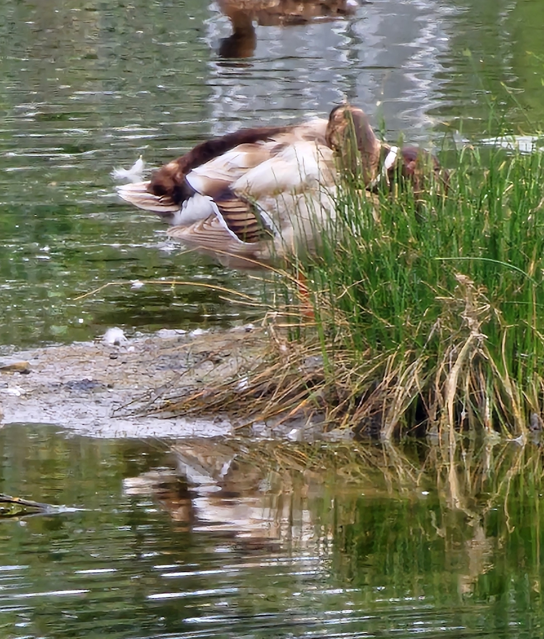 Anas platyrhynchos f. domesticus