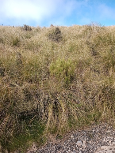 Dracophyllum acerosum observed 2025-11-28
