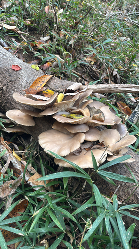 Pleurotus ostreatus