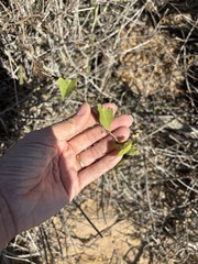 (c) Sula Vanderplank, some rights reserved (CC BY) Ipomoea jicama, photograph (c) Sula Vanderplank, some rights reserved (CC BY)