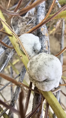 Unknown species found near Cedar Hill, NM 87410, USA