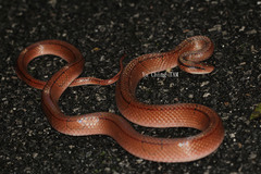Oreocryptophis porphyraceus
