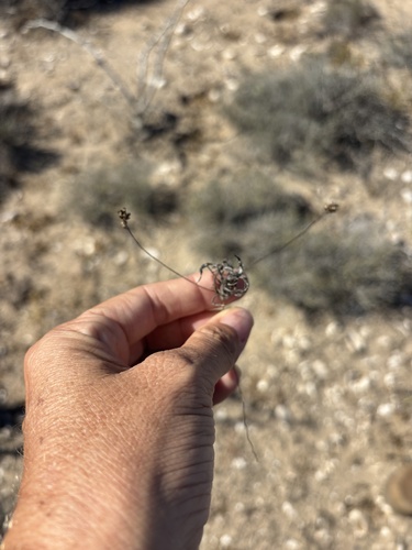 Ipomoea jicama, photograph 5