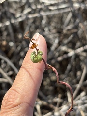 Ipomoea jicama, photograph (c) Sula Vanderplank, some rights reserved (CC BY)