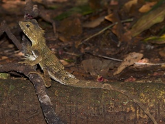 Lophosaurus spinipes