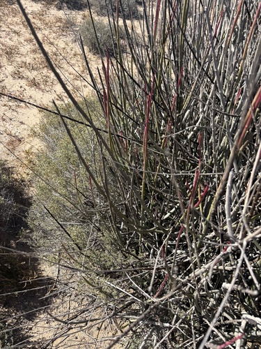 Euphorbia ceroderma, photograph 5